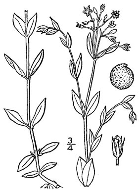 drawing of Stellaria alsine, Bog Chickweed, Bog Stitchwort, Longstalk Starwort