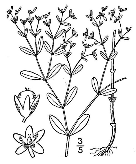 image of Paronychia canadensis, Forked Chickweed, Canada Whitlow-wort, Smooth Forked Nailwort