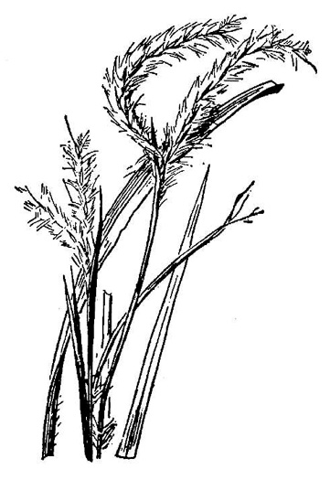 drawing of Andropogon floridanus, Florida Bluestem