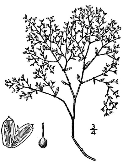 image of Paronychia montana, Mountain Nailwort, Shale-barren Whitlow-wort