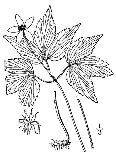 image of Anemone lancifolia, Mountain Anemone, Lanceleaf Anemone