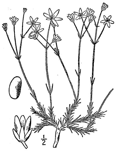 drawing of Mononeuria caroliniana, Carolina Sandwort, Longroot, Pine-barren Sandwort