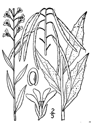 image of Borodinia canadensis, Canada Rockcress, Sicklepod