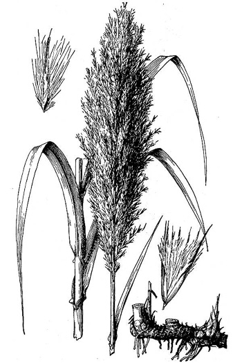 drawing of Arundo donax, Giant Reed