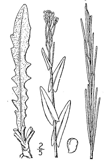 drawing of Turritis glabra, Tower Mustard, Towercress