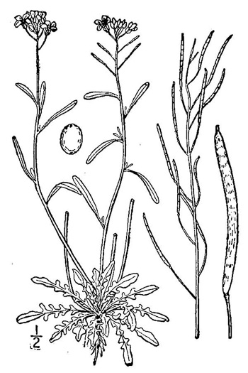 drawing of Arabidopsis lyrata ssp. lyrata, Lyreleaf Rockcress, Dwarf Rockcress, Sandcress