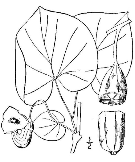drawing of Isotrema macrophyllum, Dutchman's Pipe, Pipevine