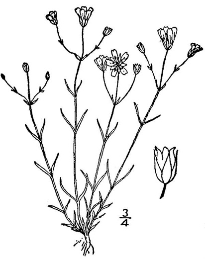 drawing of Mononeuria patula, Lime-barren Sandwort, Glade Sandwort