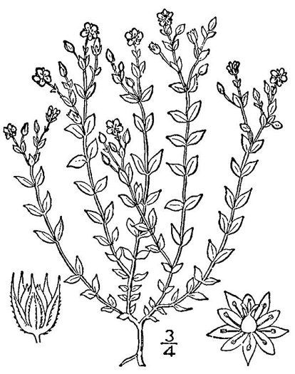 image of Arenaria serpyllifolia, Large Thymeleaf Sandwort