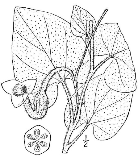 drawing of Isotrema tomentosum, Woolly Pipevine, Woolly Dutchman's Pipe