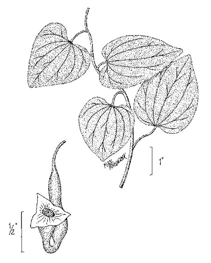 image of Isotrema tomentosum, Woolly Pipevine, Woolly Dutchman's Pipe