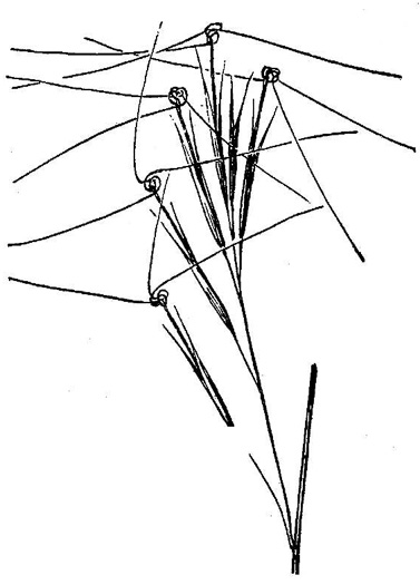 image of Aristida tuberculosa, Seaside Three-awn, Dune Three-awn, Seaside Needlegrass, Sand Three-awn