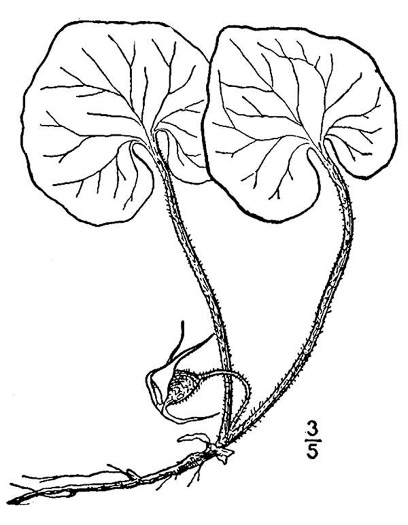 drawing of Asarum acuminatum, Acuminate Wild Ginger