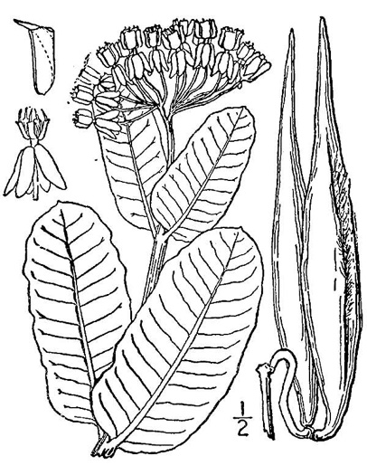 drawing of Asclepias amplexicaulis, Clasping Milkweed, Blunt-leaved Milkweed, Wavyleaf Milkweed