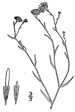 image of Symphyotrichum divaricatum, Midwestern Saltmarsh Aster, Annual Water Aster, Yard Aster