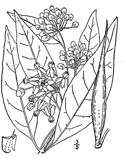 drawing of Asclepias exaltata, Poke Milkweed, Tall Milkweed