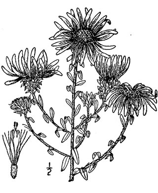 image of Symphyotrichum grandiflorum, Big-headed Aster, Rough Aster, Large-headed Aster, Largeflower Aster