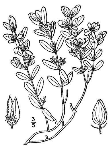 drawing of Hypericum hypericoides, St. Andrew's Cross