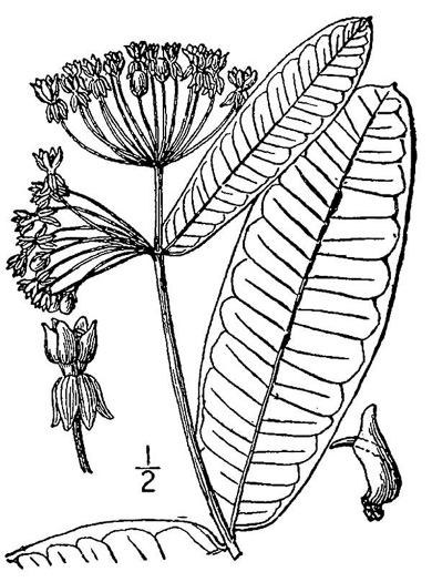 image of Asclepias syriaca, Common Milkweed