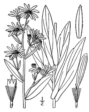 image of Symphyotrichum laeve, Smooth Blue Aster