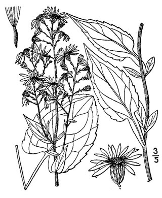 drawing of Symphyotrichum lowrieanum, Smooth Heartleaf Aster, Lowrie's Blue Wood Aster, Lowrie's Aster