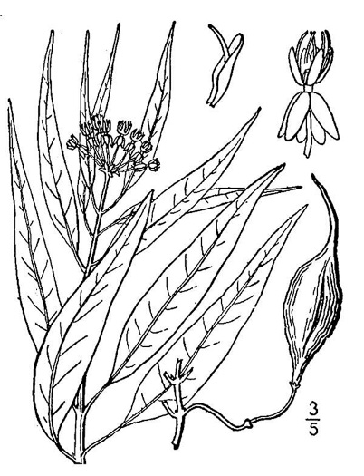image of Asclepias perennis, Swamp Milkweed, Swampforest Milkweed, Swamp White Milkweed, Aquatic Milkweed
