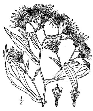 image of Symphyotrichum prenanthoides, Zigzag Aster, Crooked-stem Aster