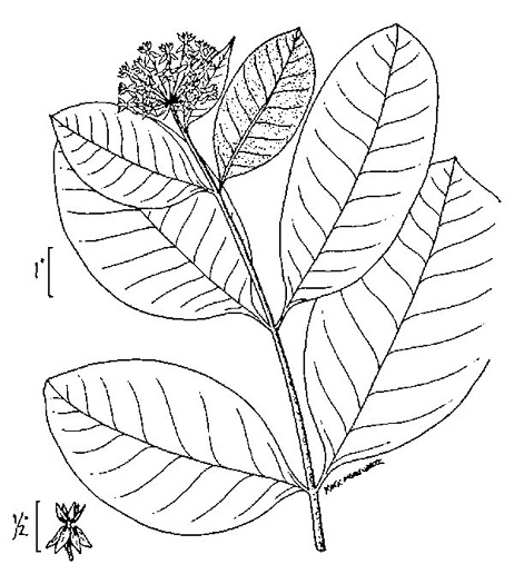 drawing of Asclepias purpurascens, Purple Milkweed