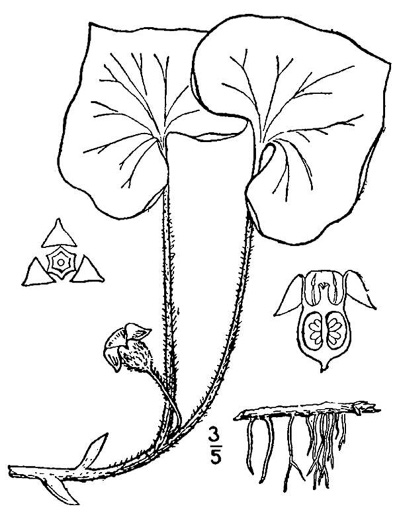 drawing of Asarum reflexum, Reflexed Wild Ginger
