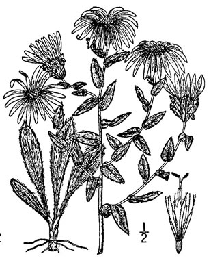 image of Symphyotrichum sericeum, Western Silvery Aster