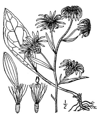 drawing of Eurybia spectabilis, Low Showy Aster, Eastern Showy Aster