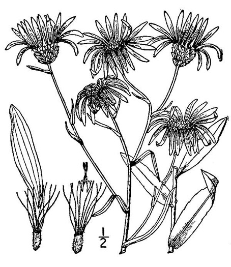 drawing of Eurybia surculosa, Creeping Aster, Michaux's Wood-Aster