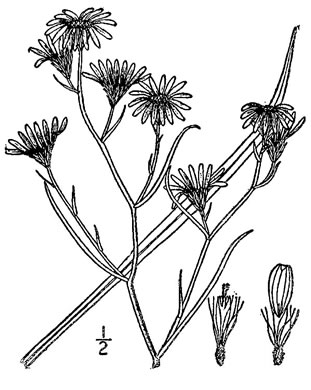 image of Symphyotrichum tenuifolium, Perennial Saltmarsh Aster