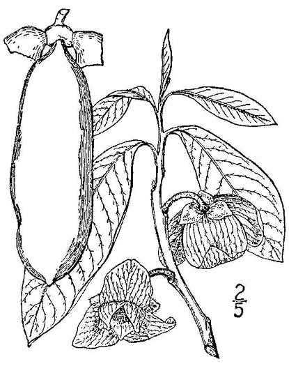drawing of Asimina triloba, Common Pawpaw, Indian-banana