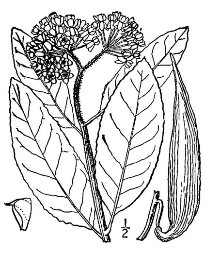drawing of Asclepias variegata, White Milkweed, Red-ring Milkweed