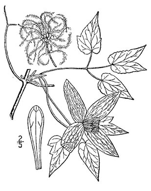 image of Clematis occidentalis var. occidentalis, Mountain Clematis, Purple Clematis
