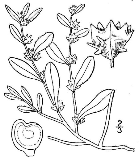 drawing of Atriplex pentandra, Seabeach Orach