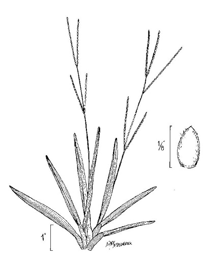 image of Axonopus fissifolius, Common Carpetgrass