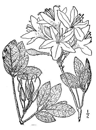 drawing of Rhododendron canescens, Piedmont Azalea, Southern Pinxter Azalea, Hoary Azalea