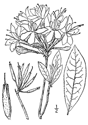 drawing of Rhododendron periclymenoides, Pinxterflower, Pinxterbloom Azalea, Election Pink, Pinxter Azalea