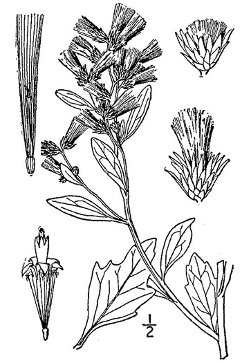 image of Baccharis halimifolia, Silverling, Groundsel-tree, Consumption-weed, Sea-myrtle