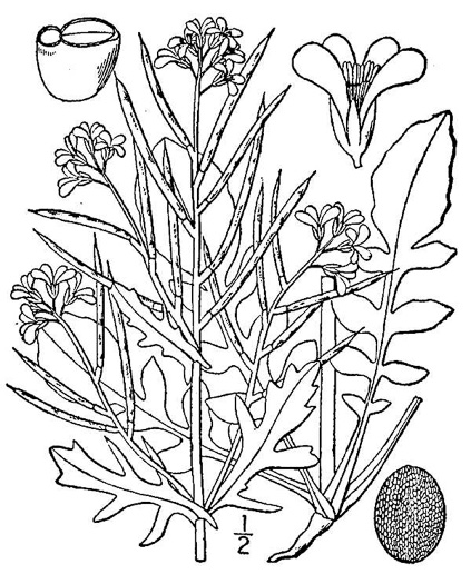 drawing of Barbarea verna, Early Winter-cress, Creasy