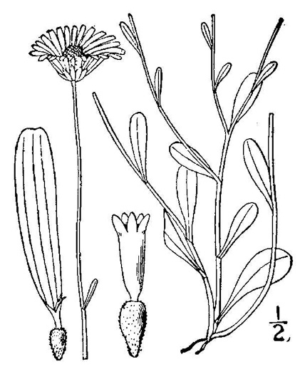 drawing of Astranthium integrifolium, Eastern Western-daisy, Entireleaf Western-daisy