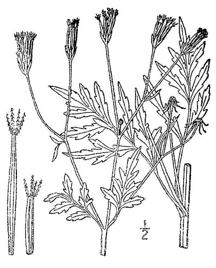image of Bidens bipinnata, Spanish Needles