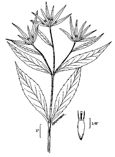 image of Bidens connata, Purplestem Beggarticks