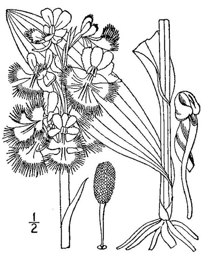 drawing of Platanthera grandiflora, Large Purple Fringed Orchid, Plume-royal, Greater Purple Fringed Orchid