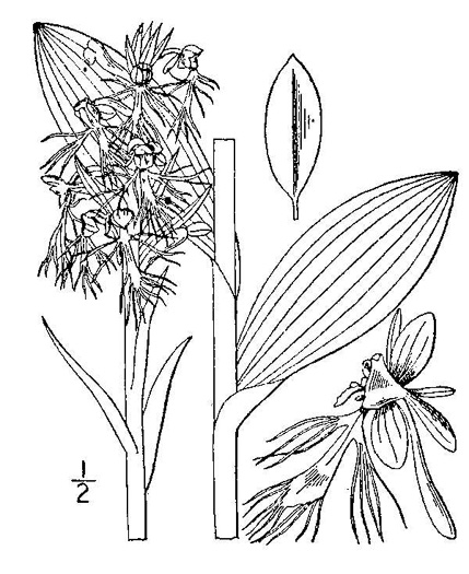 drawing of Platanthera lacera, Ragged Fringed Orchid, Green Fringed Orchid, Ragged Orchid