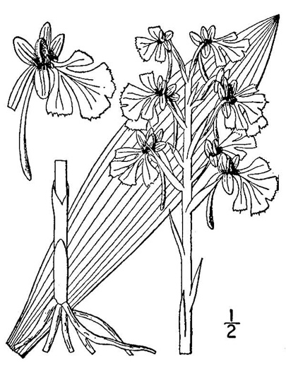 drawing of Platanthera peramoena, Purple Fringeless Orchid, Purple Spire Orchid, Pride-of-the-peak