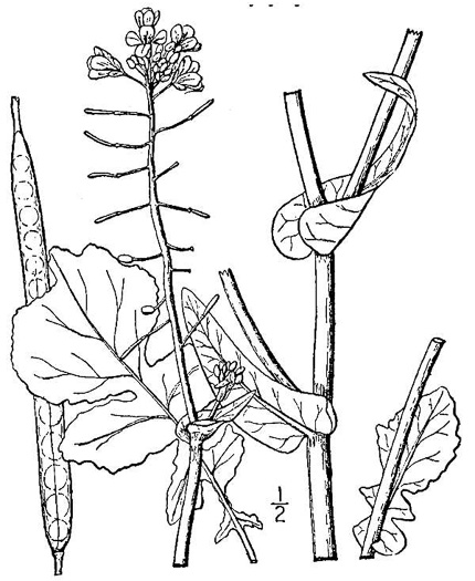 drawing of Brassica rapa, Turnip, Field Mustard, Field Rape, Chinese Cabbage