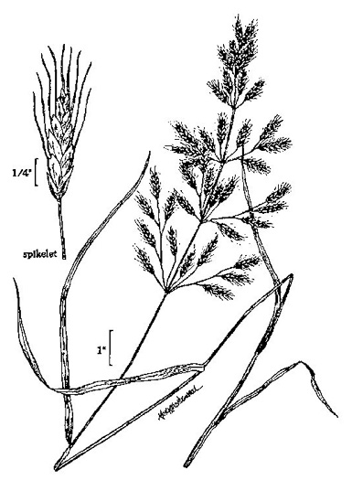 drawing of Bromus japonicus, Japanese Chess, Japanese Brome